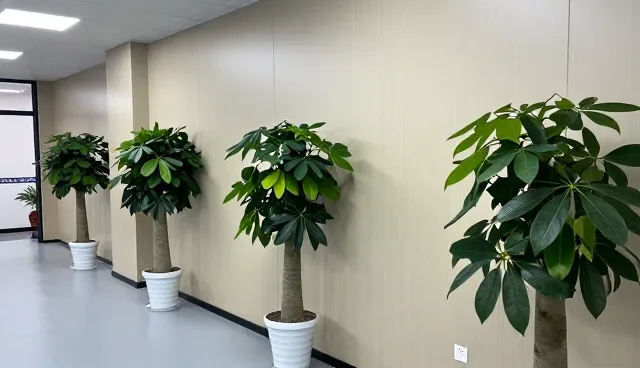 平面在短视频中的选型建议与常见误区澄清